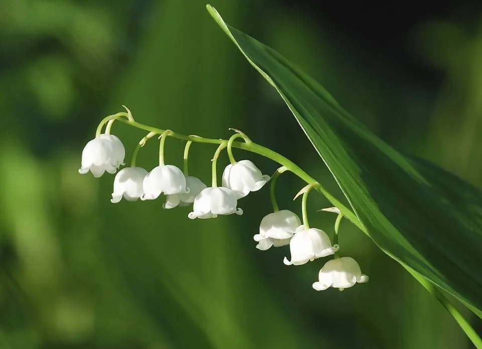 LILLY OF THE VALLEY