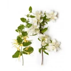 HONEYSUCKLE JASMINE