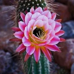 CACTUS FLOWER