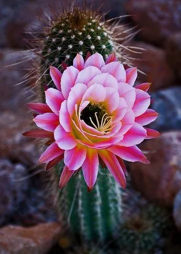 CACTUS FLOWER