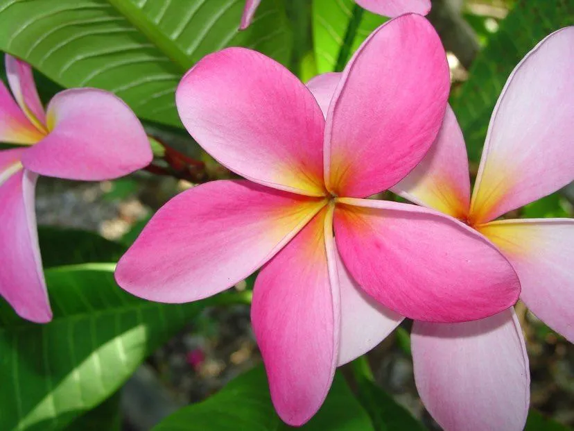 PLUMERIA
