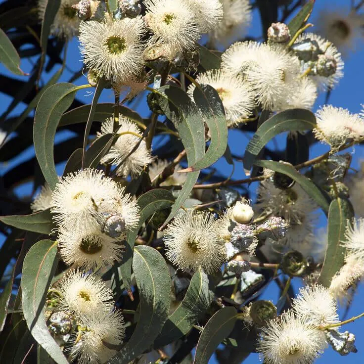 EUCALYPTUS