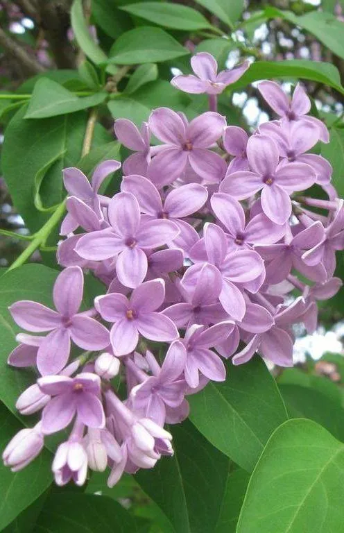 LILAC