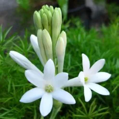 GARDENIA TUBEROSE