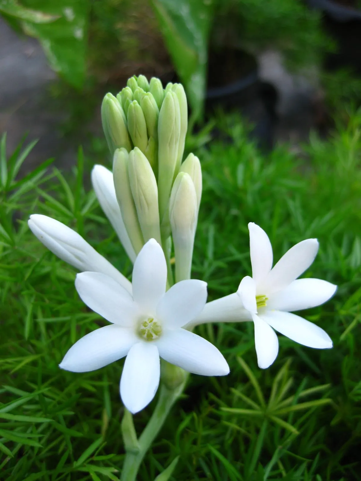GARDENIA TUBEROSE