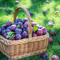 PLUM HARVEST