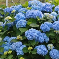 HYDRANGEA