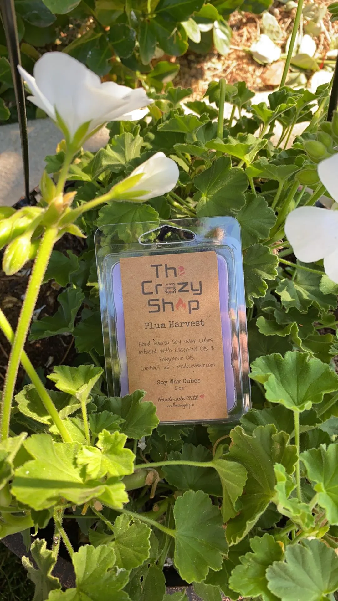 PLUM HARVEST - Image 2