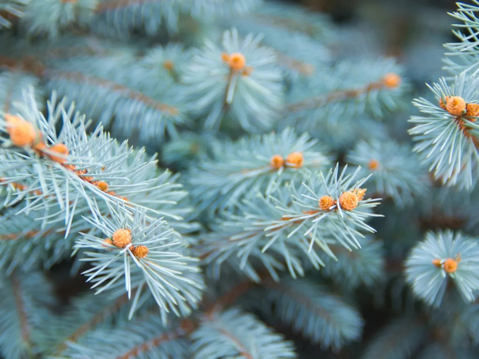BLUE SPRUCE