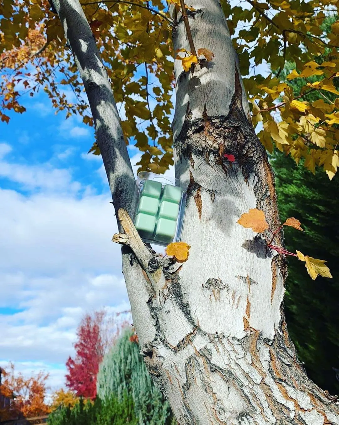 APPLE HARVEST - Image 2