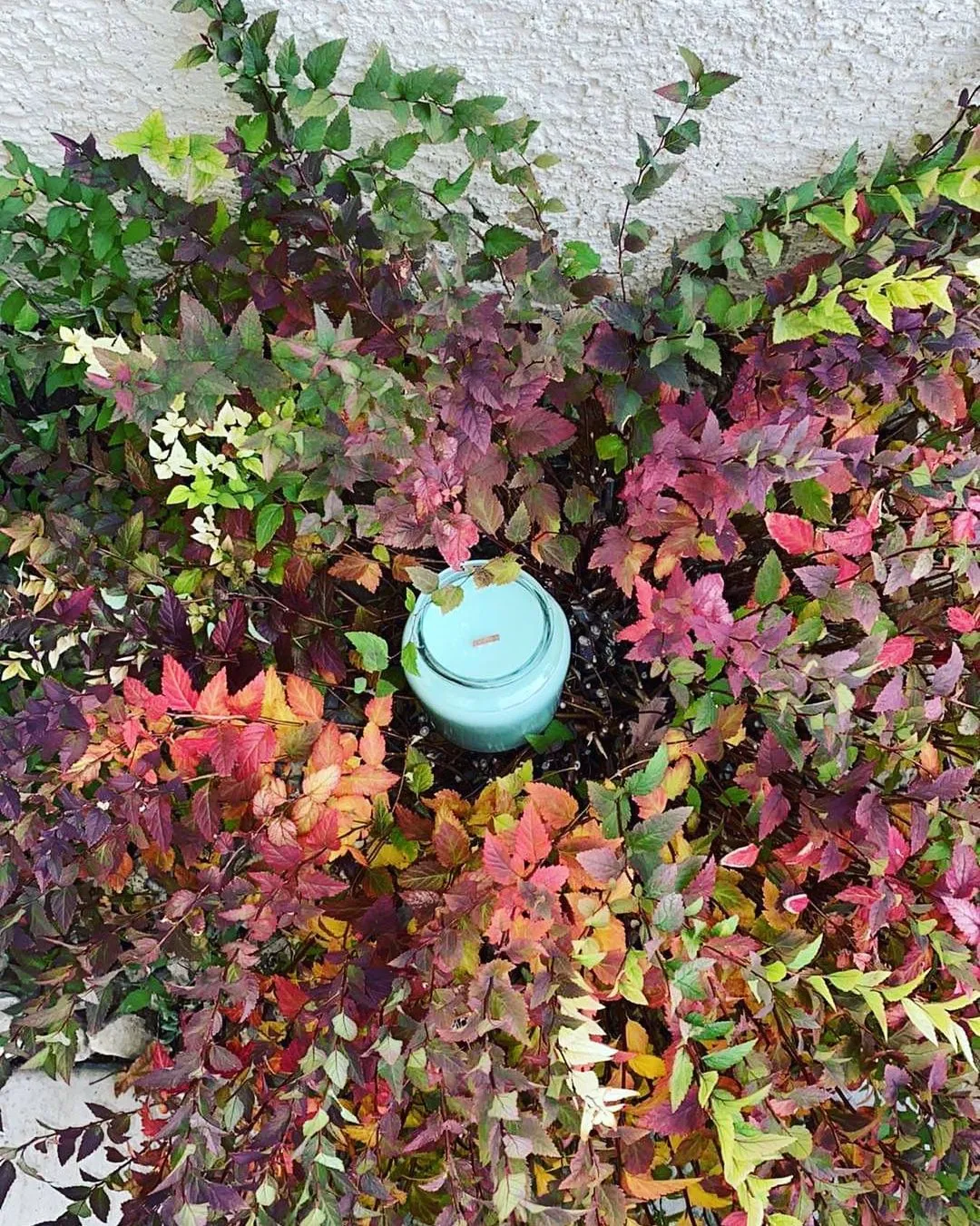 APPLE HARVEST - Image 5