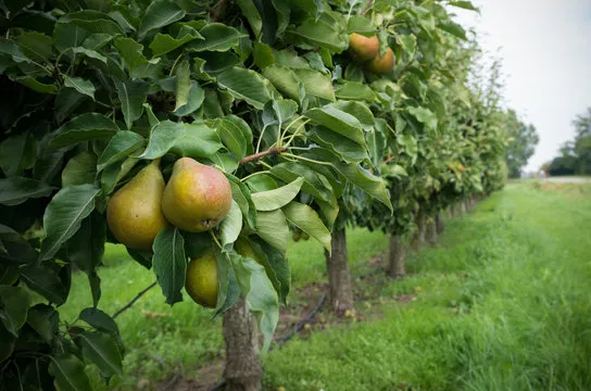 PEAR ORCHARD