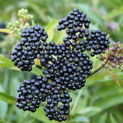 WILD ELDERBERRY
