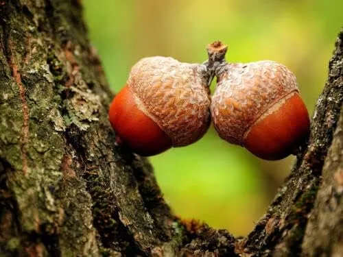 CRAZY ACORNS