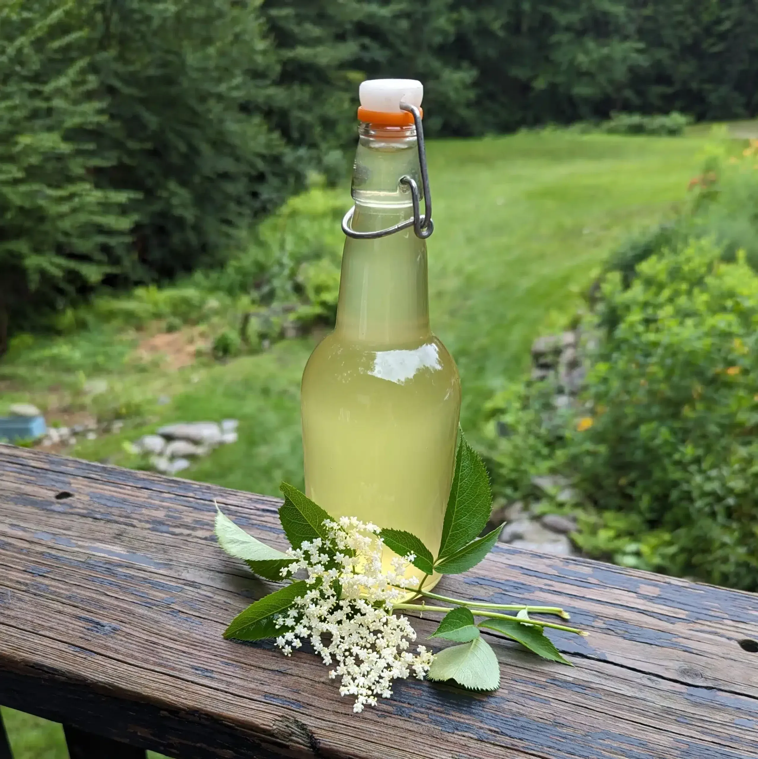 ELDERFLOWER