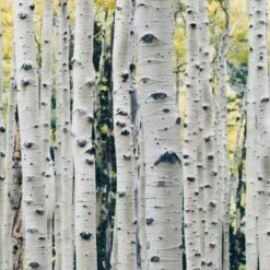 WHITE BIRCH