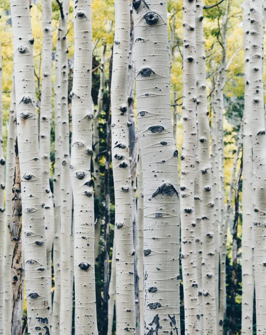 WHITE BIRCH