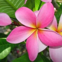 PLUMERIA