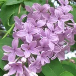 LILAC
