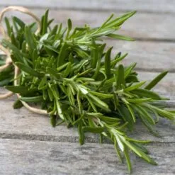 ROSEMARY