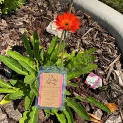 Alternative view of AUTUMN PARK