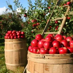 APPLE HARVEST