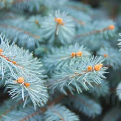 BLUE SPRUCE