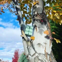 Alternative view of APPLE HARVEST