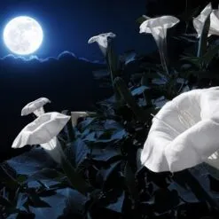 MOONFLOWER
